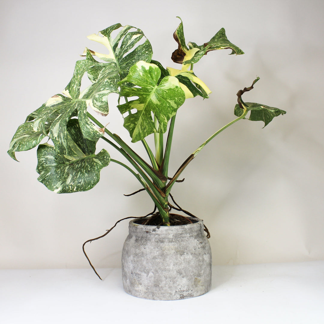 B-Ware Sale M. Creme Brulee Foliage Dreams