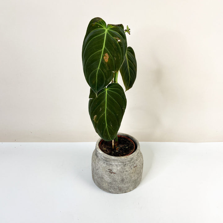 B-Ware Sale P. Melanochrysum Foliage Dreams