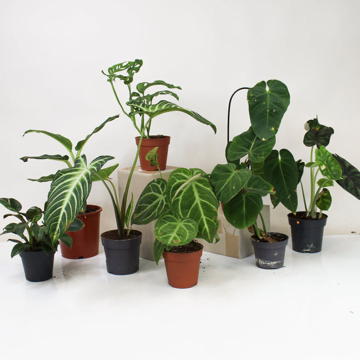 B-Ware Überraschungspaket Foliage Dreams