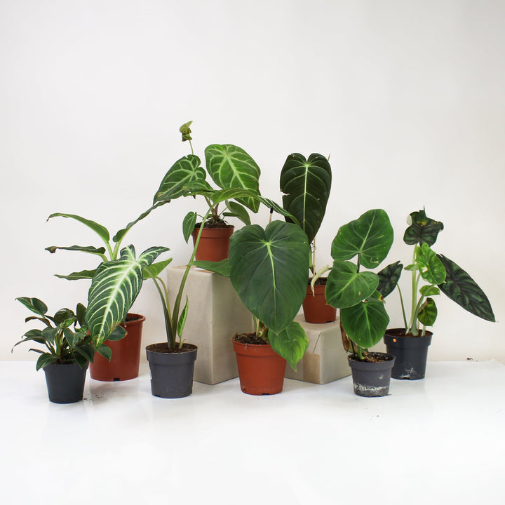 B-Ware Überraschungspaket Foliage Dreams
