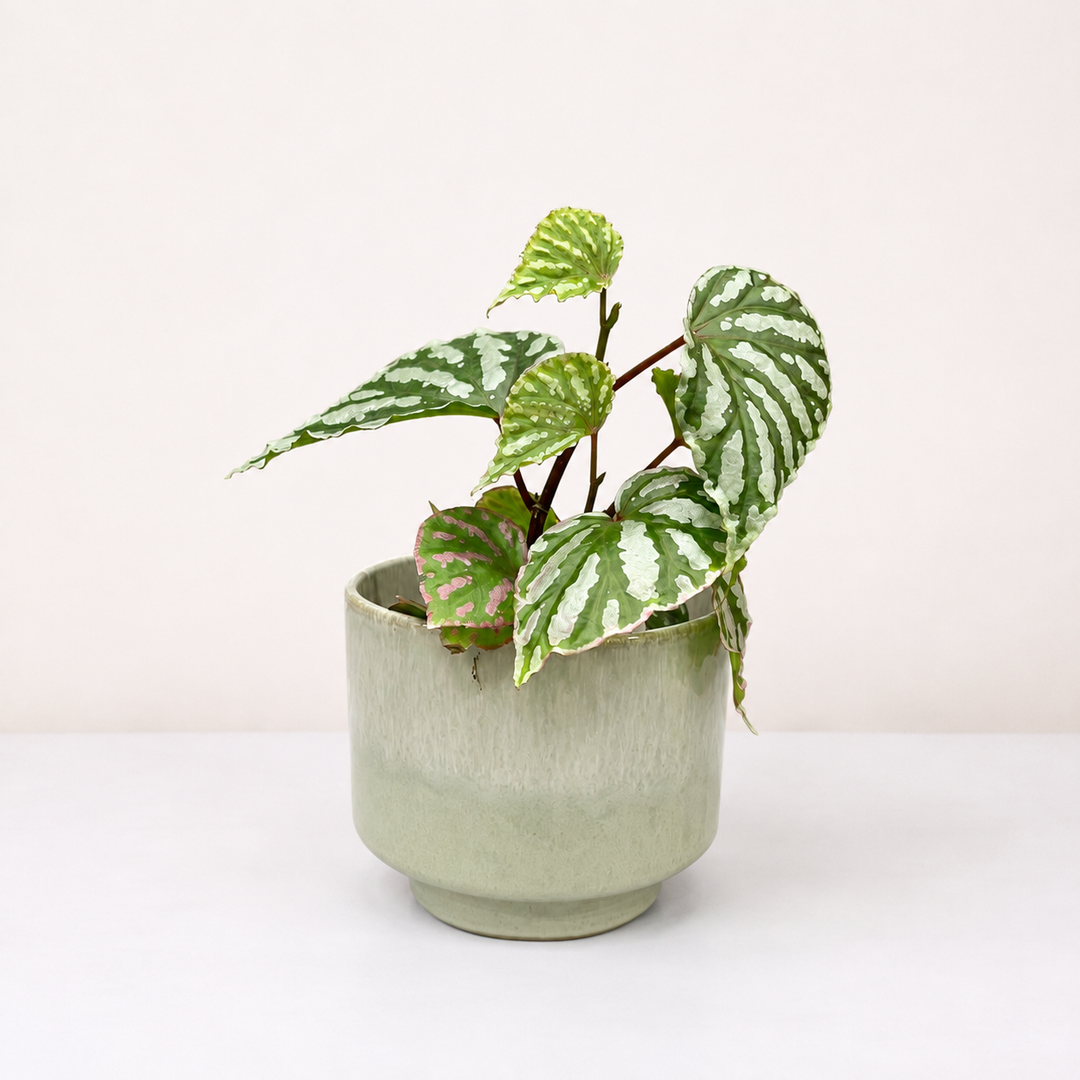 Begonia Cream Powder Foliage Dreams