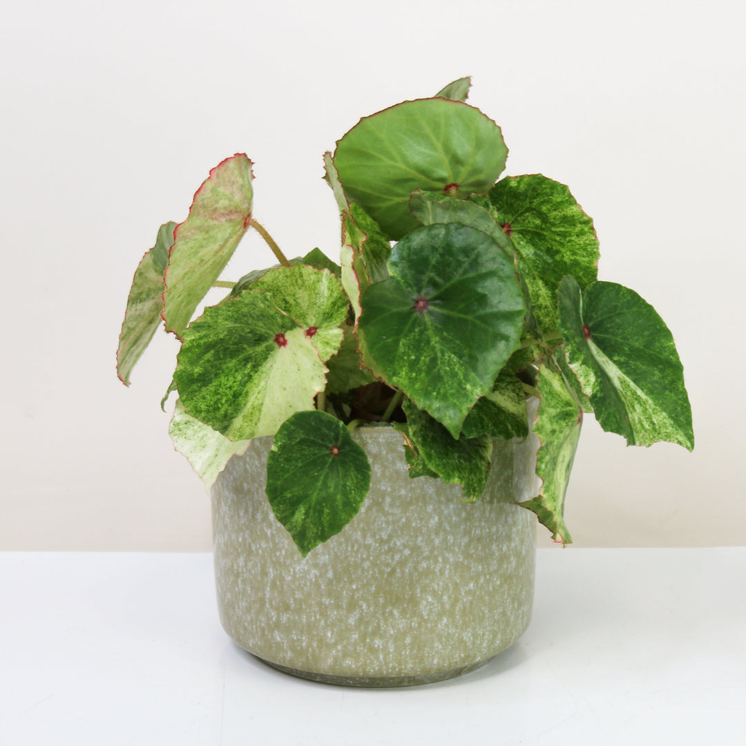 Begonia Rouge Variegata Foliage Dreams
