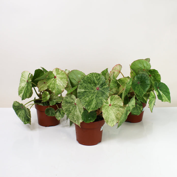 Begonia Rouge Variegata Foliage Dreams