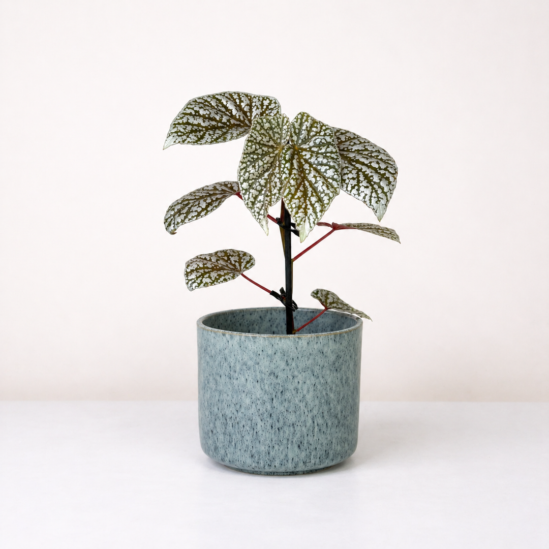 Begonia Snowcap Foliage Dreams
