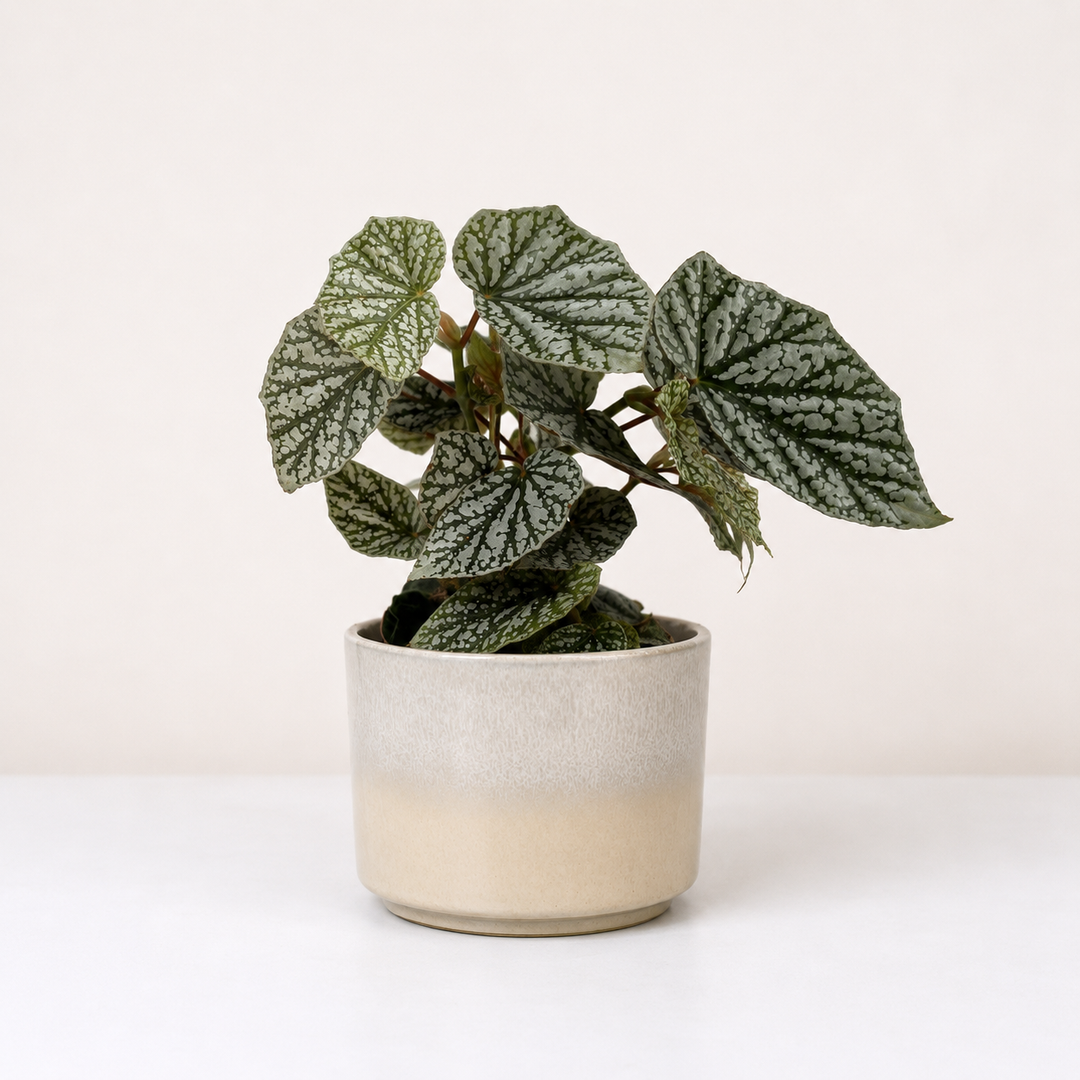 Begonia Snowcap Foliage Dreams