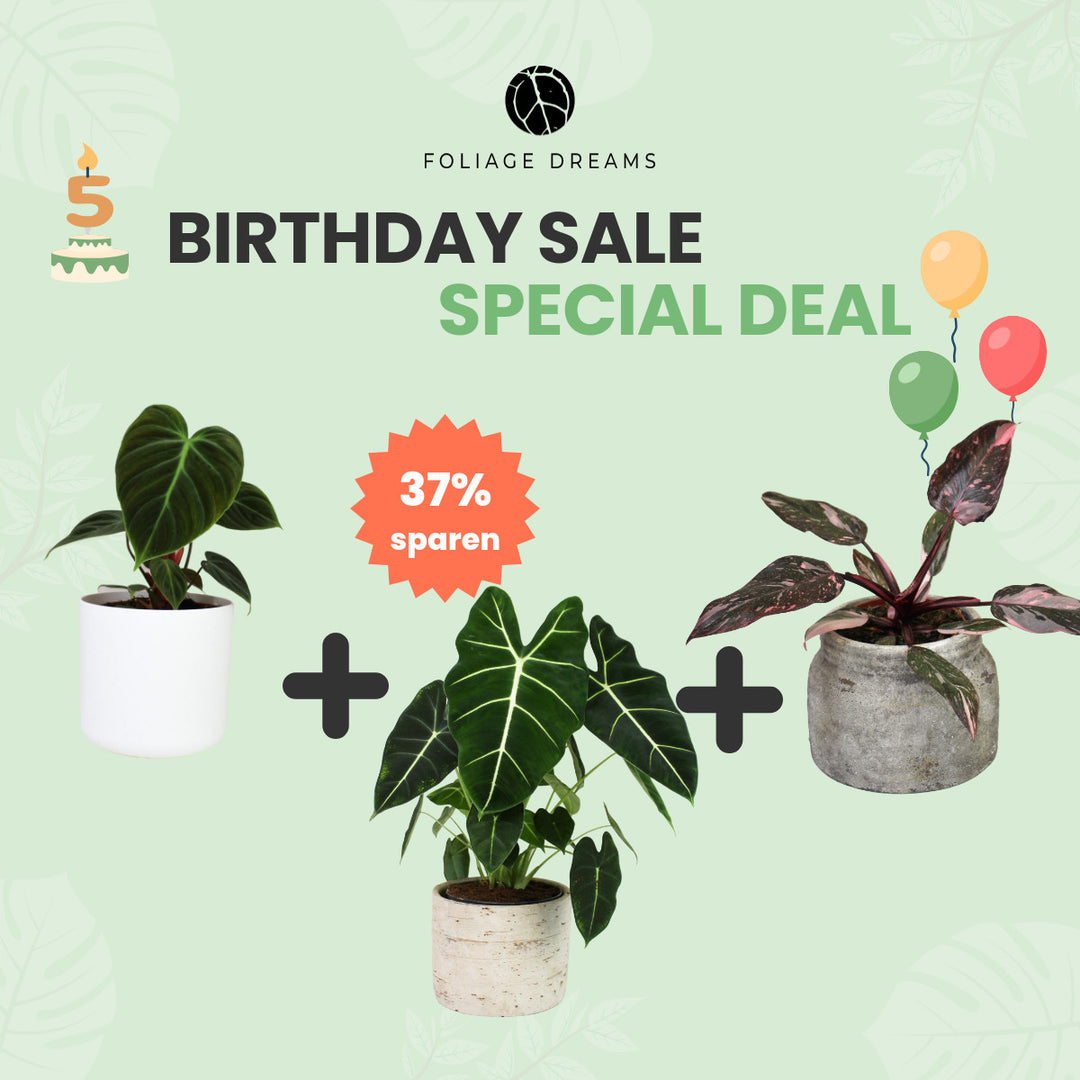 Birthday Sale Special Deal - 1 Foliage Dreams