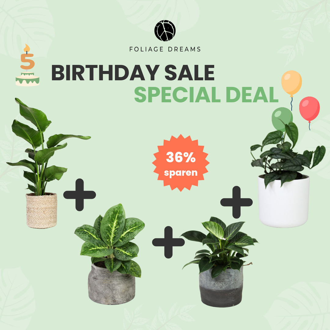 Birthday Sale Special Deal - 3 Foliage Dreams