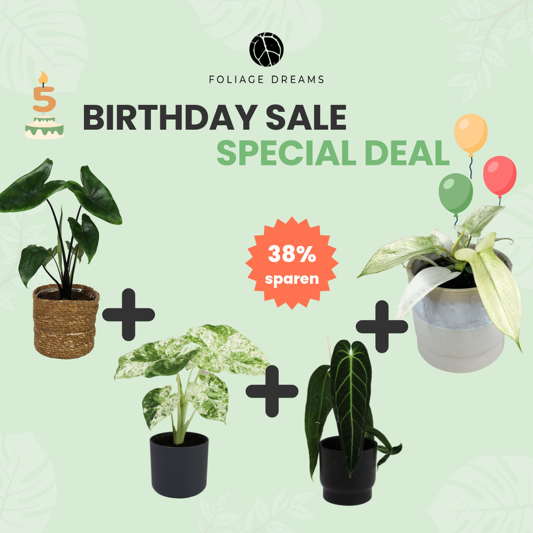 Birthday Sale Special Deal - 4 Foliage Dreams