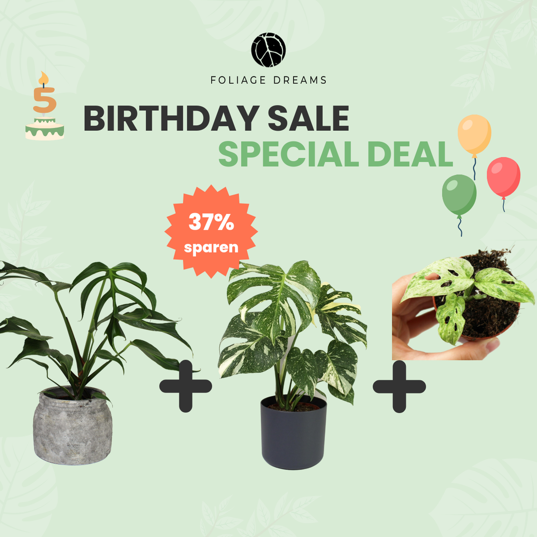 Birthday Sale Special Deal - 5 - M. Burle Marx Flame + M. Thai Con + M. Frozen Freckles Foliage Dreams