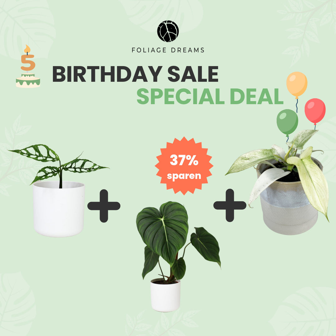 Birthday Sale Special Deal - 6 Foliage Dreams