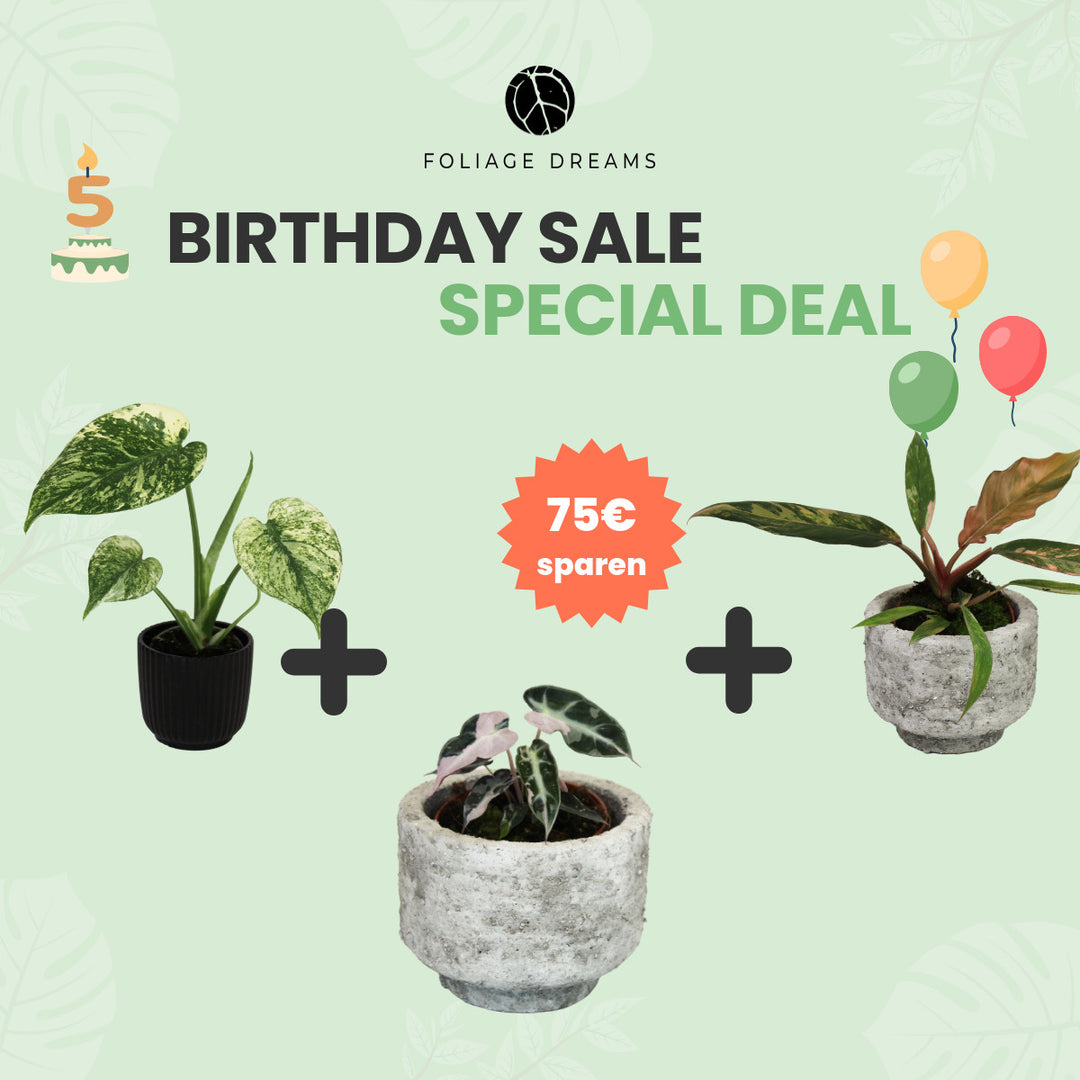 Birthday Sale Special Deal - 7 - M. Mint + Ph. Caramel Marble + A. Pink Bambino Foliage Dreams