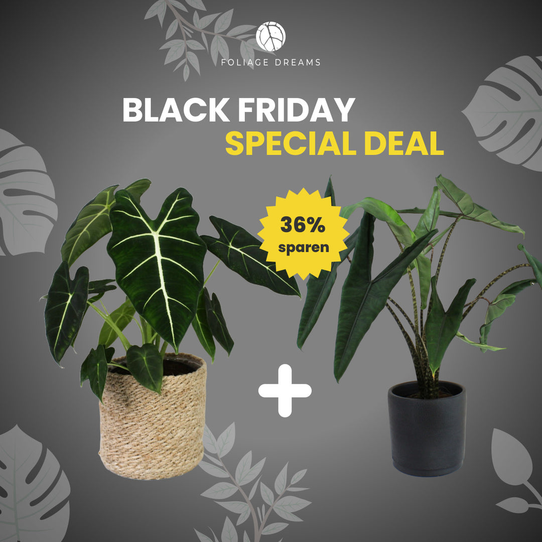 Black Friday Special Deal Alocasia Frydek + Alocasia Tigrina Foliage Dreams