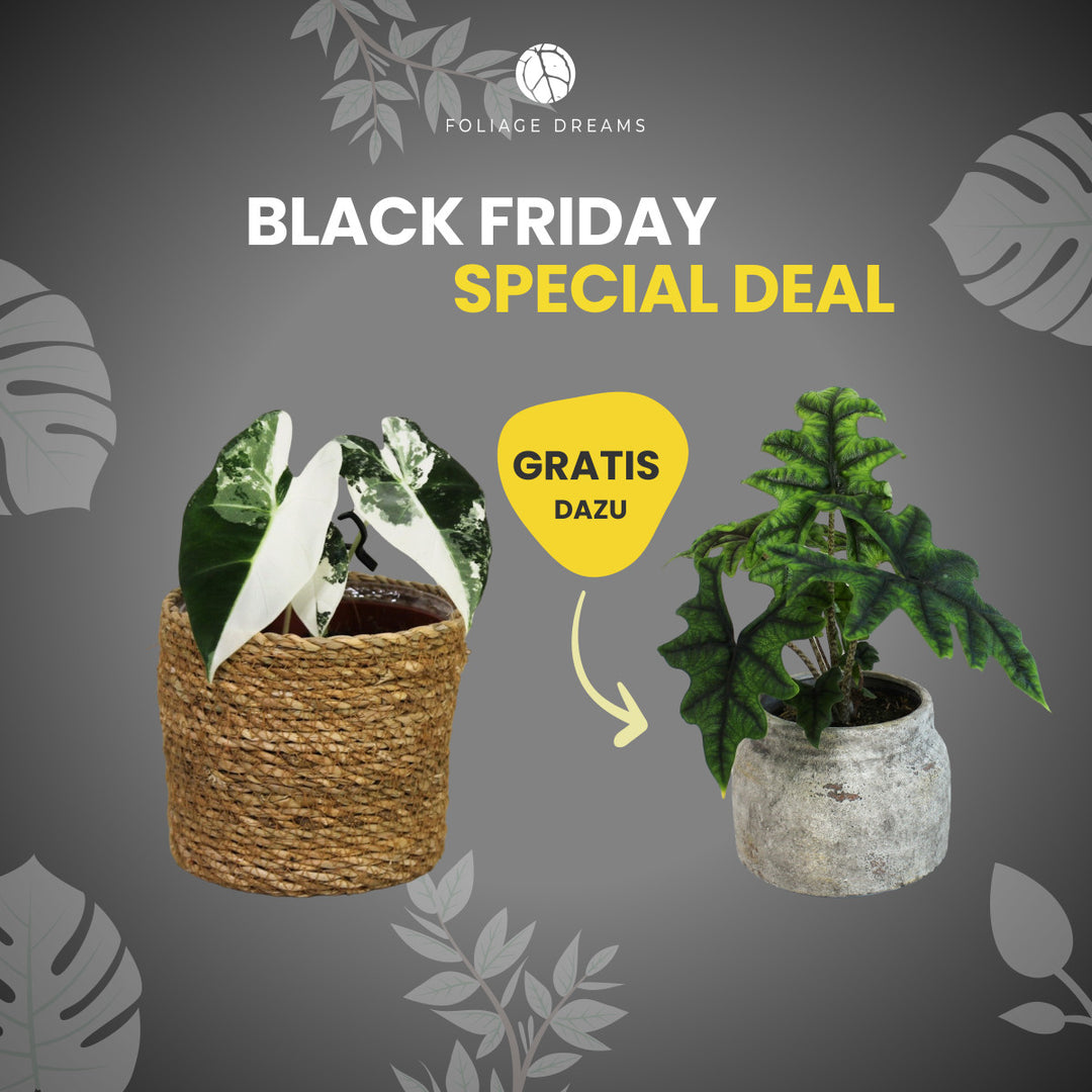 Black Friday Special Deal Alocasia Jacklyn + Alocasia Frydek variegata Foliage Dreams