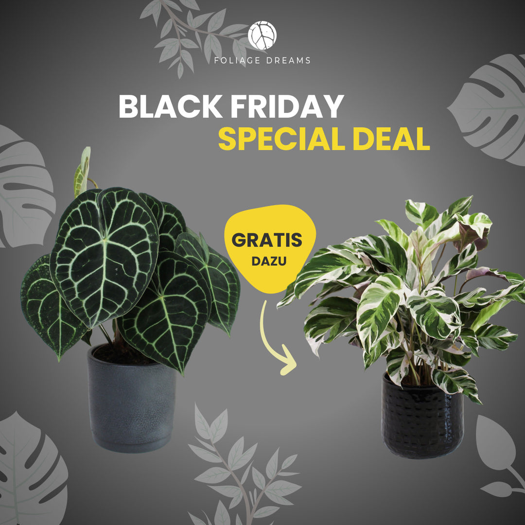 Black Friday Special Deal Anthurium Clarinervium + Calathea White Fusion Foliage Dreams