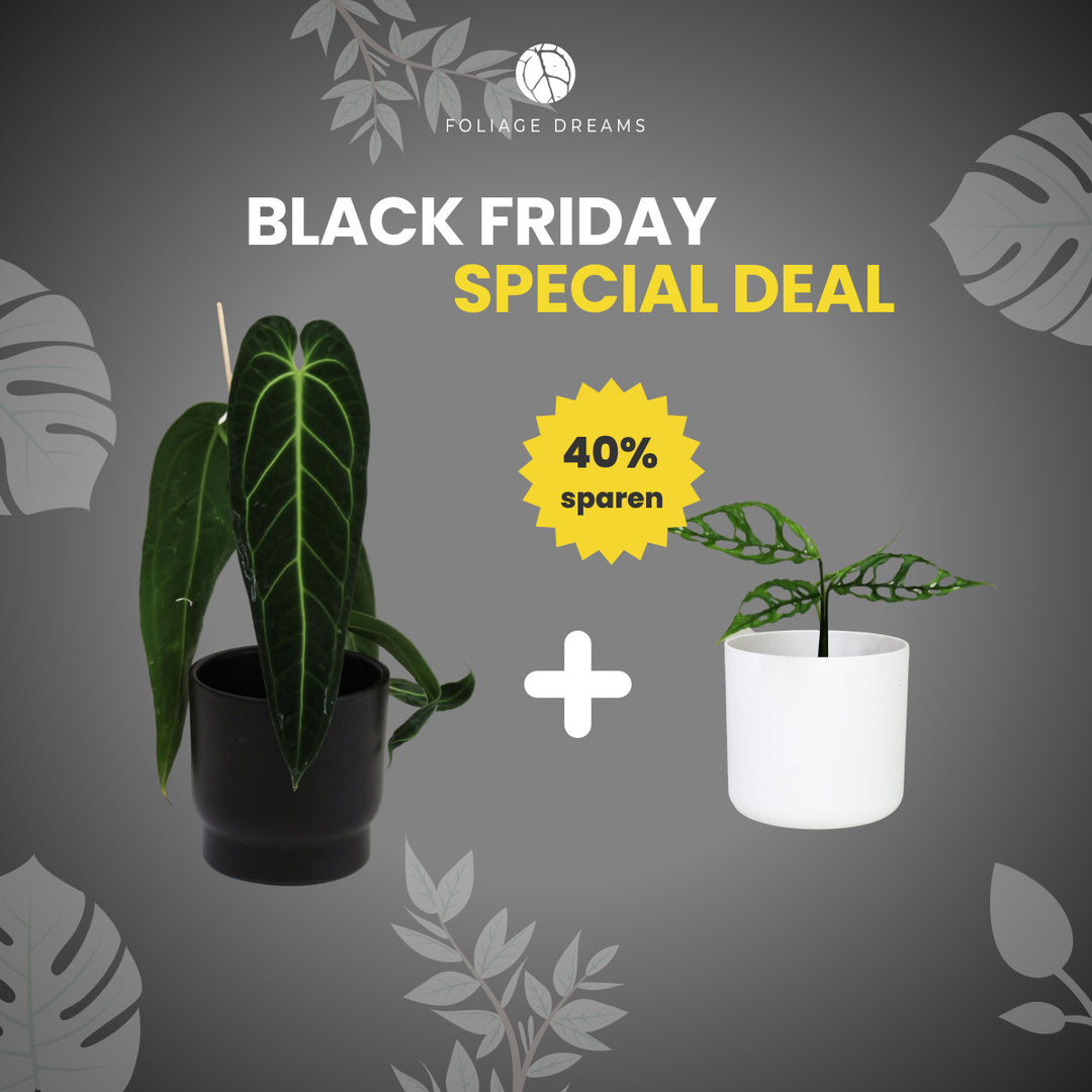 Black Friday Special Deal Anthurium Warocqueanum + Monstera obliqua peru Foliage Dreams