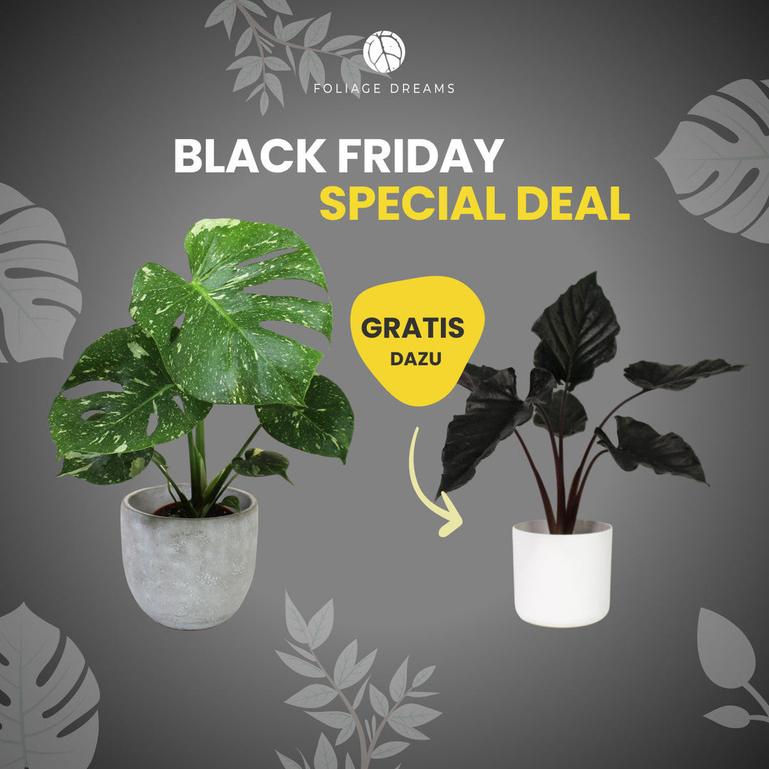 Black Friday Special Deal Monstera Thai Constellation + Alocasia Antoro Velvet Foliage Dreams