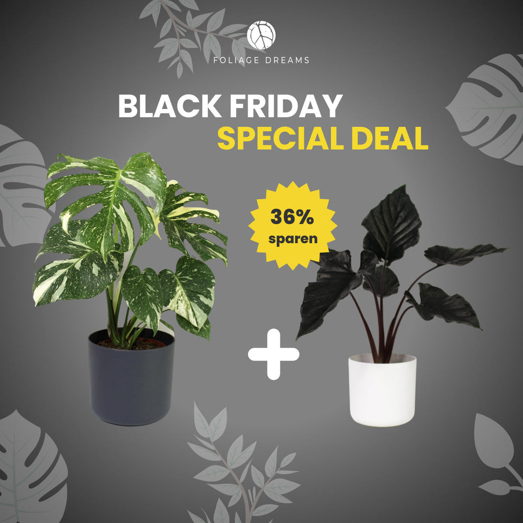 Black Friday Special Deal Monstera Thai Constellation L + Alocasia Antoro Velvet Foliage Dreams