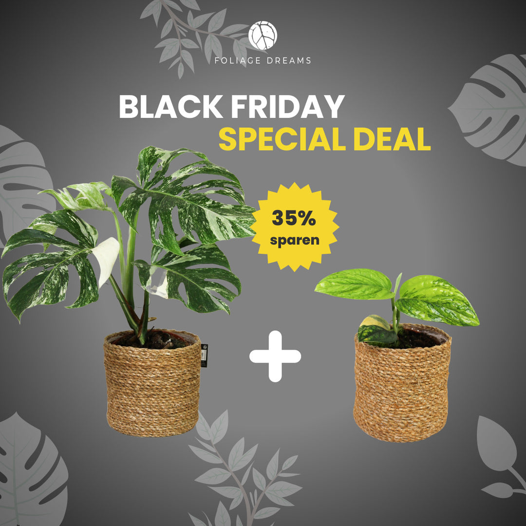 Black Friday Special Deal Monstera Variegata + Monstera karstenianum peru variegata Foliage Dreams