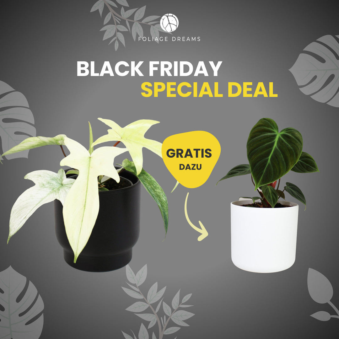 Black Friday Special Deal Philodendron Florida Ghost + Philodendron El Choco Red Foliage Dreams