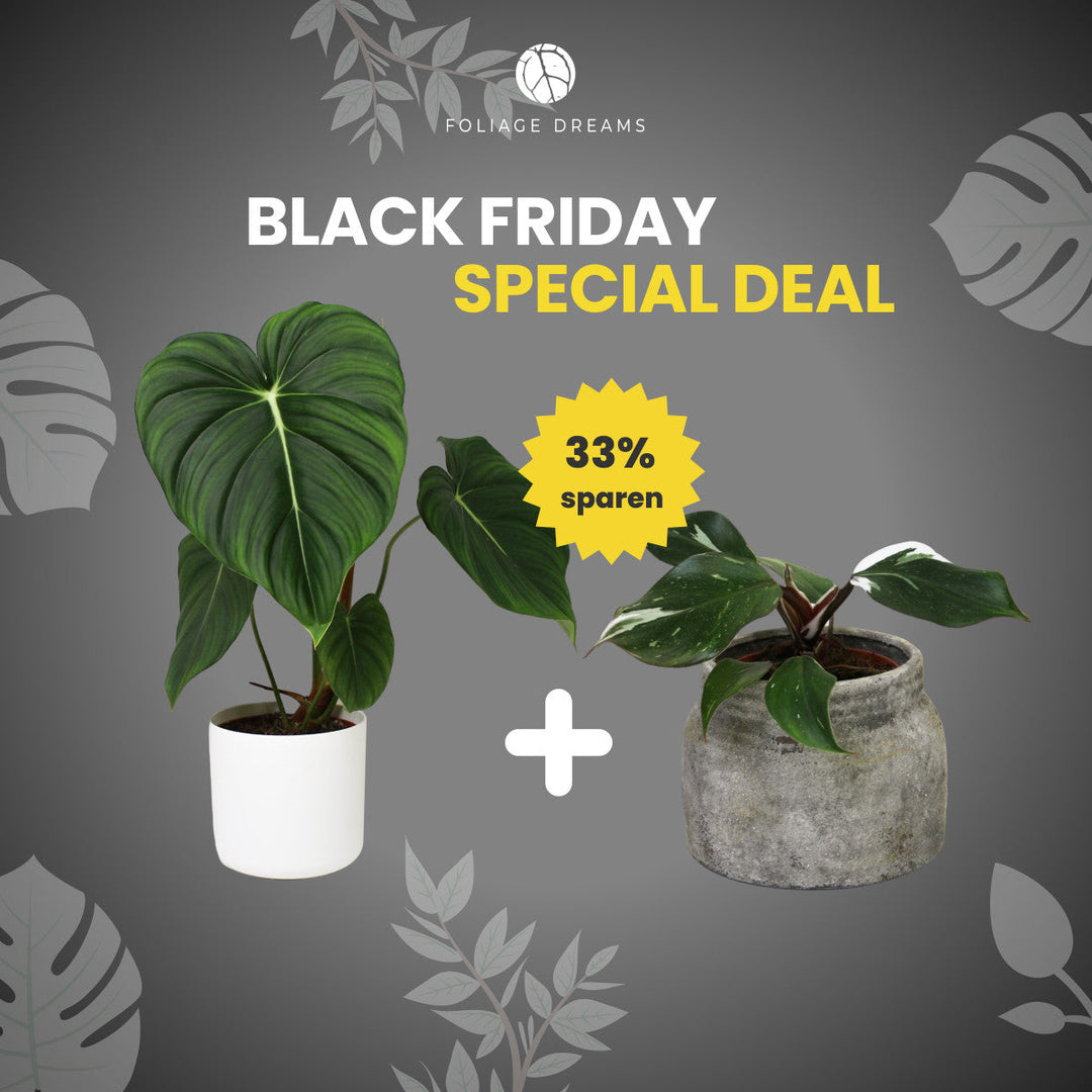 Black Friday Special Deal Philodendron McDowell + Philodendron White Knight Foliage Dreams