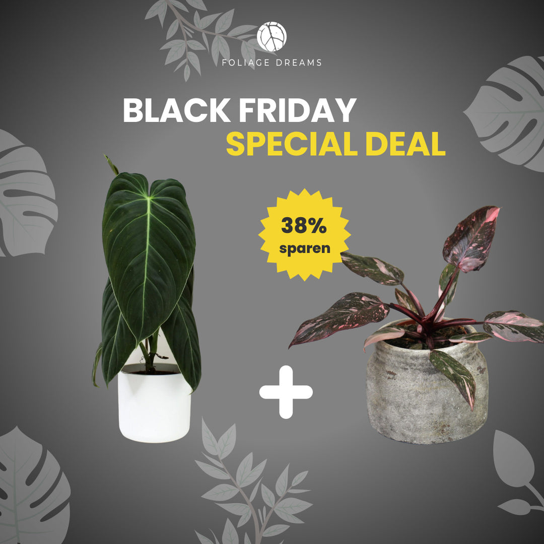 Black Friday Special Deal Philodendron Melanochrysum + Philodendron Pink Princess Foliage Dreams