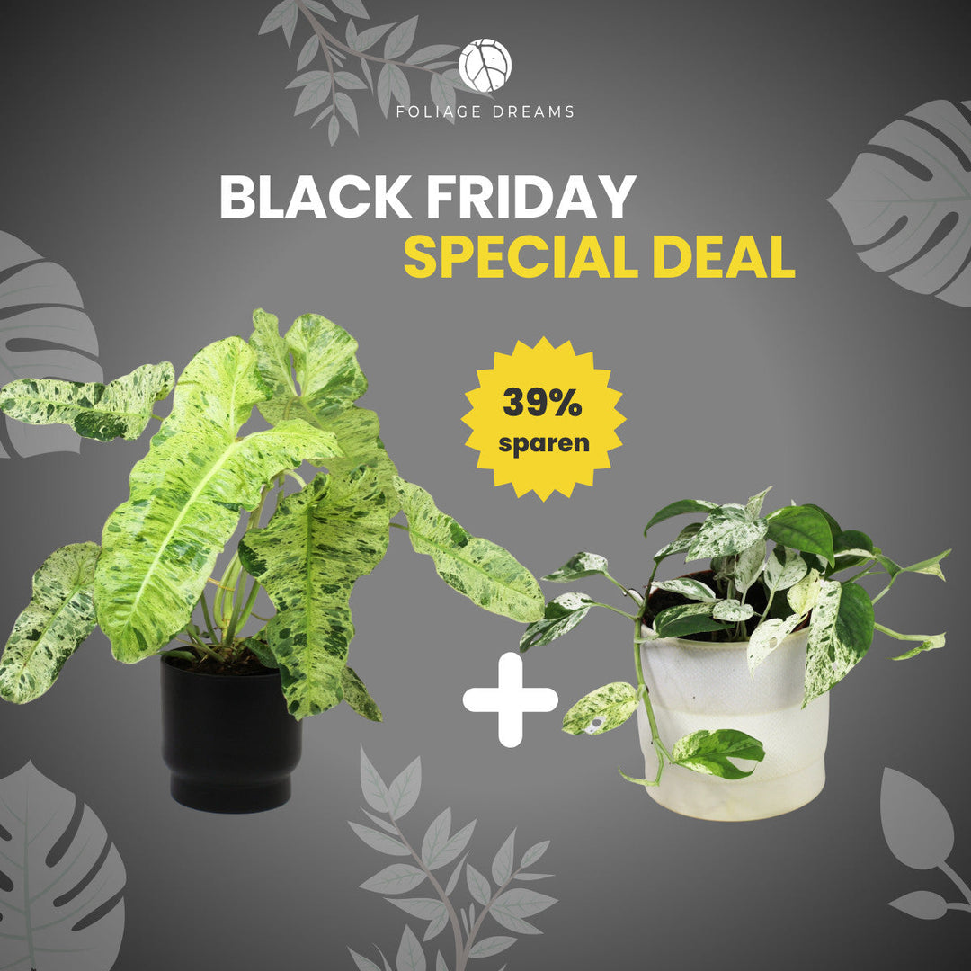 Black Friday Special Deal Philodendron Paraiso Verde + Epipremnum Marble King Foliage Dreams