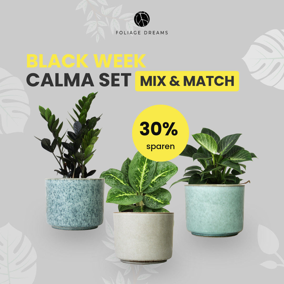 Black Week Special Deal - 3er Pflanzenset mit CALMA Töpfen Foliage Dreams