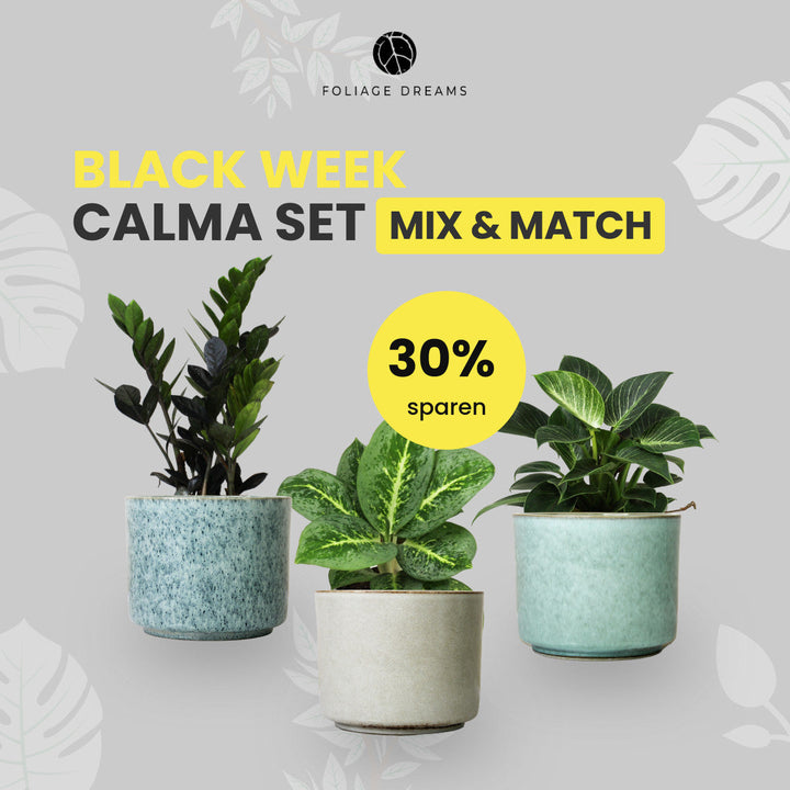 Black Week Special Deal - 3er Pflanzenset mit CALMA Töpfen Foliage Dreams
