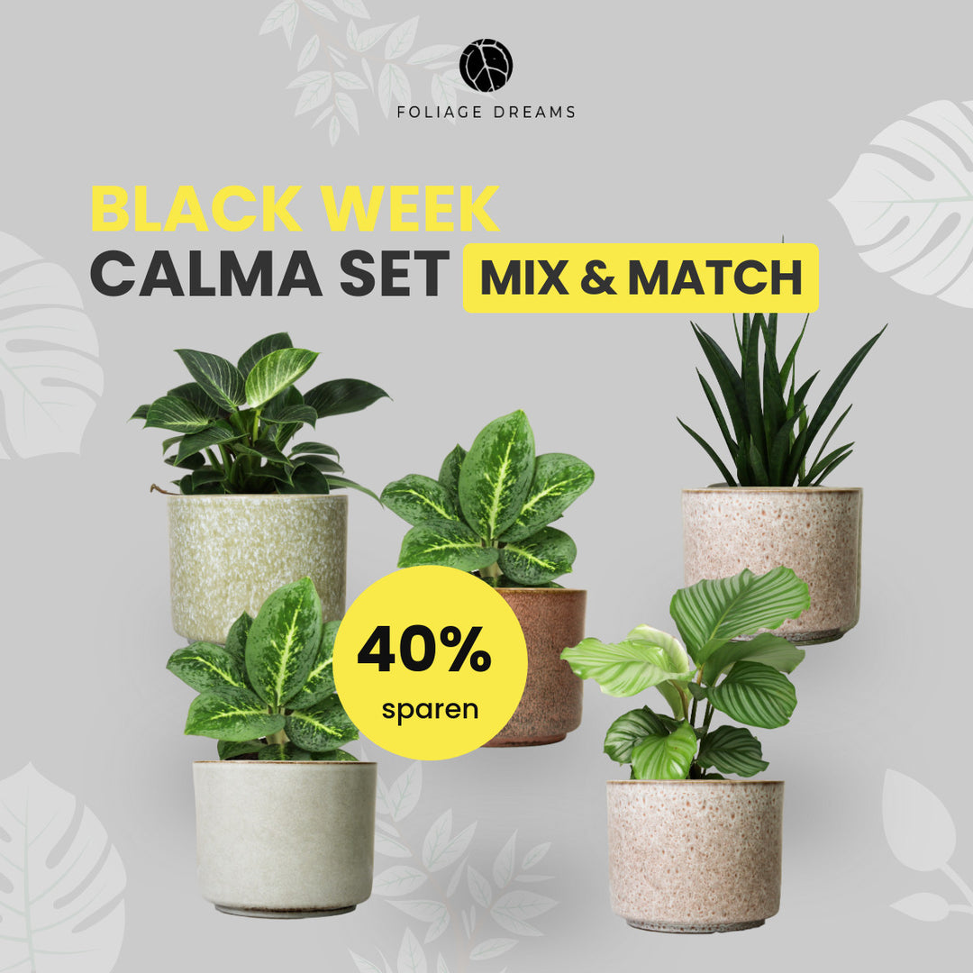 Black Week Special Deal - 5er Pflanzenset mit CALMA Töpfen Foliage Dreams