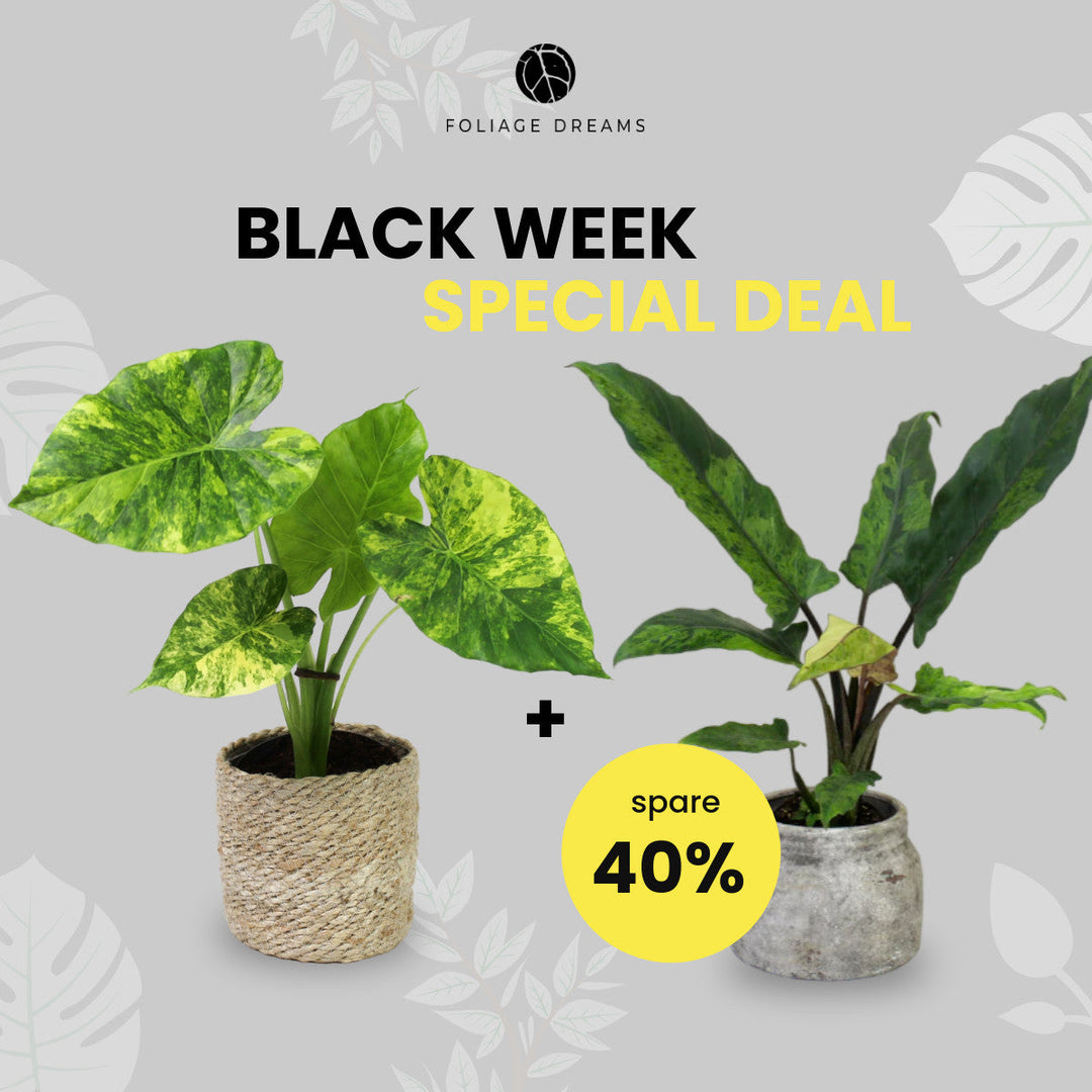 Black Week Special Deal - Alocasia Gageana Aurea + Alocasia Lautebachiana variegata Foliage Dreams