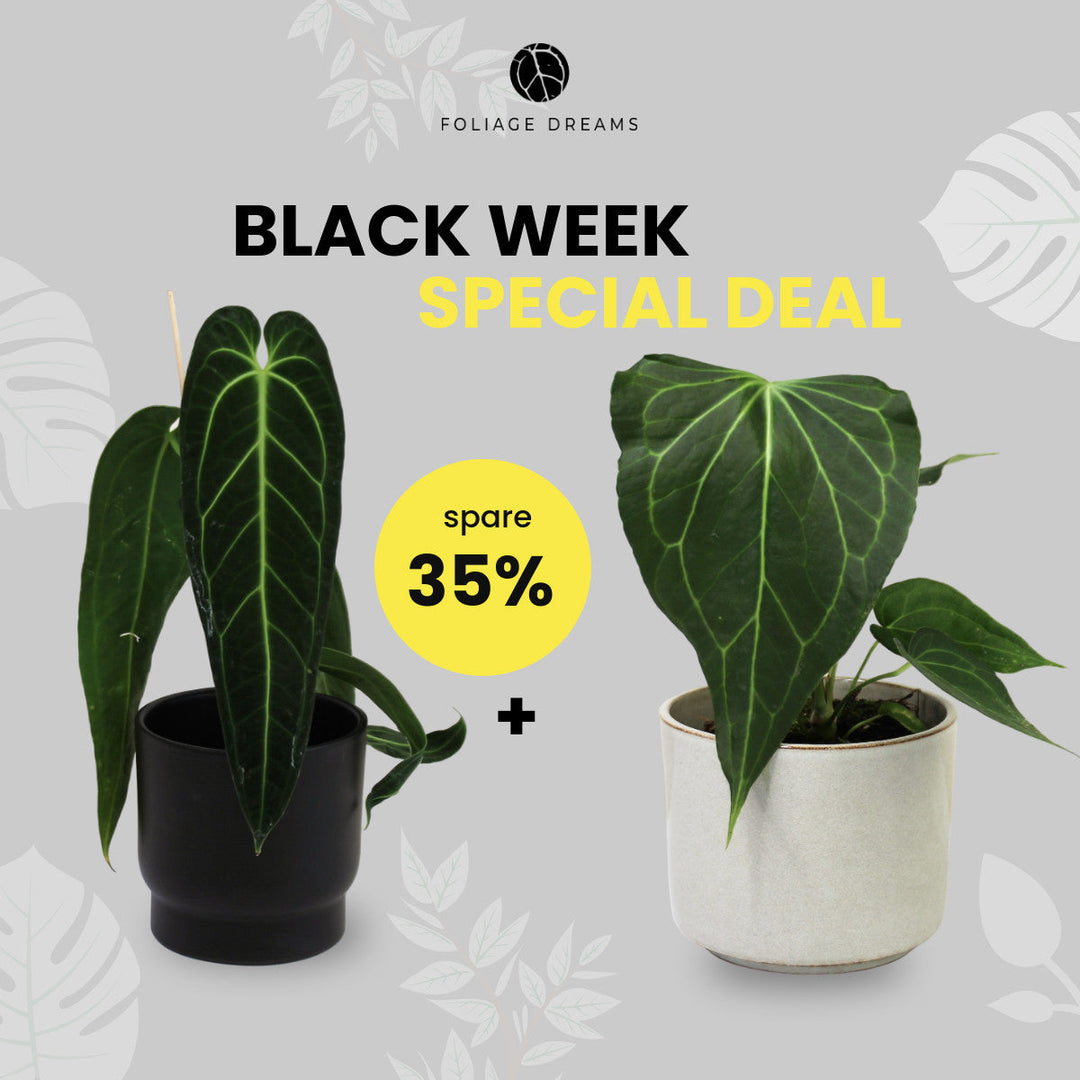 Black Week Special Deal - Anthurium Warocqueanum + Anthurium Delta Force Foliage Dreams