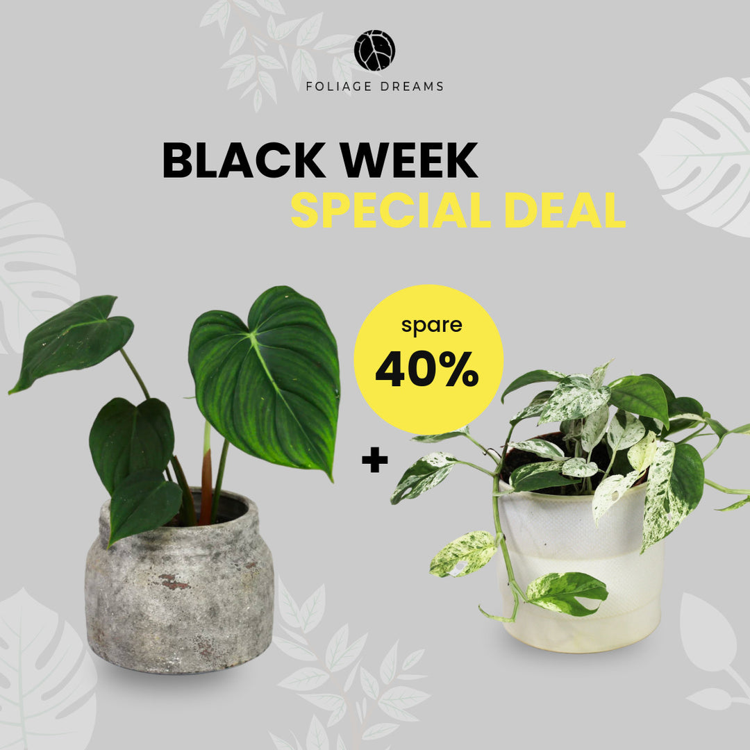 Black Week Special Deal - Epipremnum Marble King + Philodendron McDowell Foliage Dreams