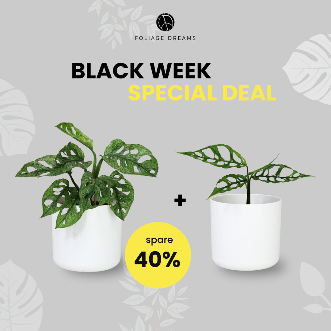 Black Week Special Deal - M. Adansonii Mint + M. Obliqua Peru Foliage Dreams