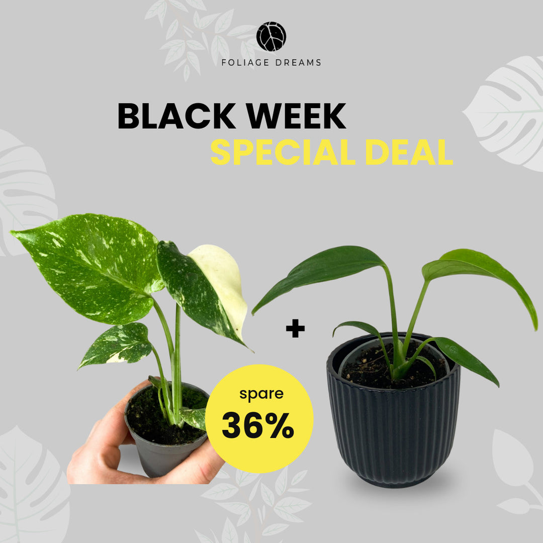 Black Week Special Deal - M. Burle Marx Flame Baby + M. Thai Constellation Baby Foliage Dreams