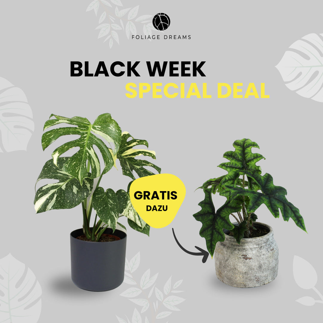 Black Week Special Deal - M. Thai Constellation L + Alocasia Jacklyn M Foliage Dreams