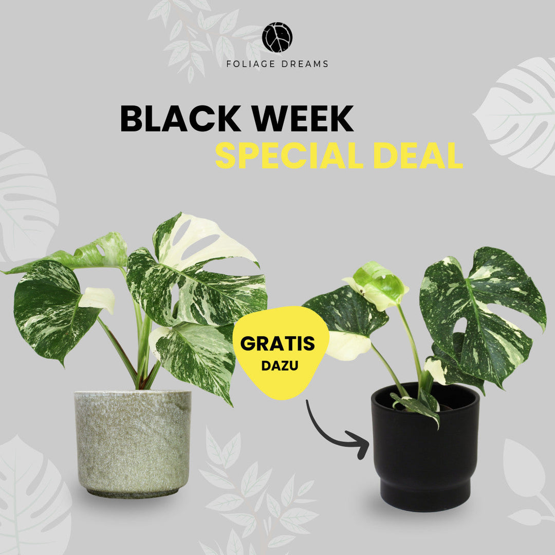 Black Week Special Deal - M. Thai Constellation M + M. Variegata Extrem M Foliage Dreams