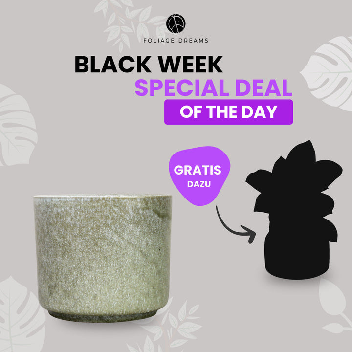 Black Week Special Deal of the Day - CALMA Übertopf + passende Überraschungspflanze Desert Foliage Dreams