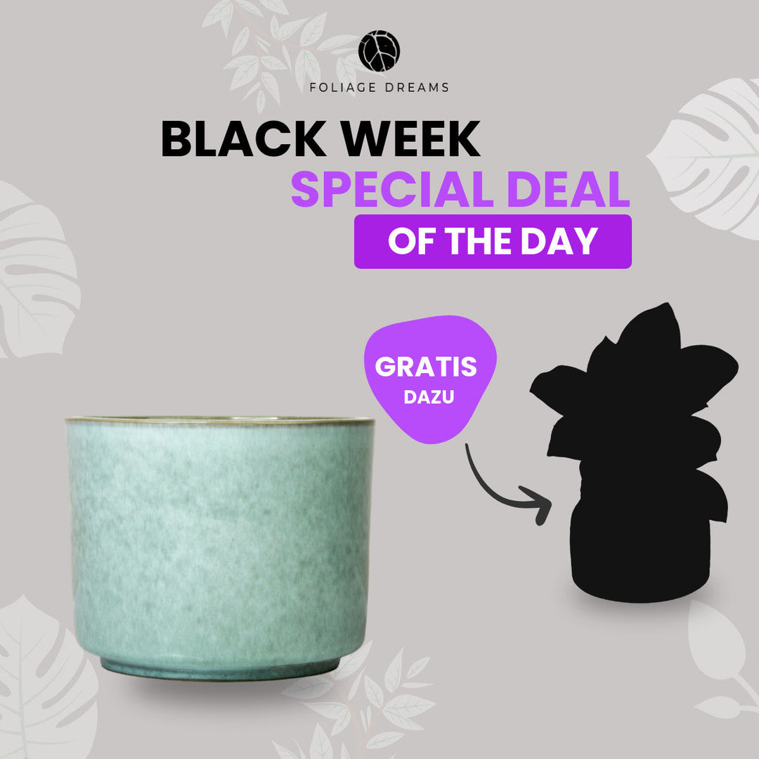 Black Week Special Deal of the Day - CALMA Übertopf + passende Überraschungspflanze Mint Foliage Dreams
