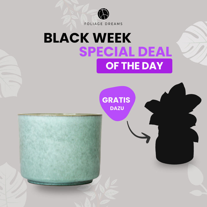 Black Week Special Deal of the Day - CALMA Übertopf + passende Überraschungspflanze Mint Foliage Dreams