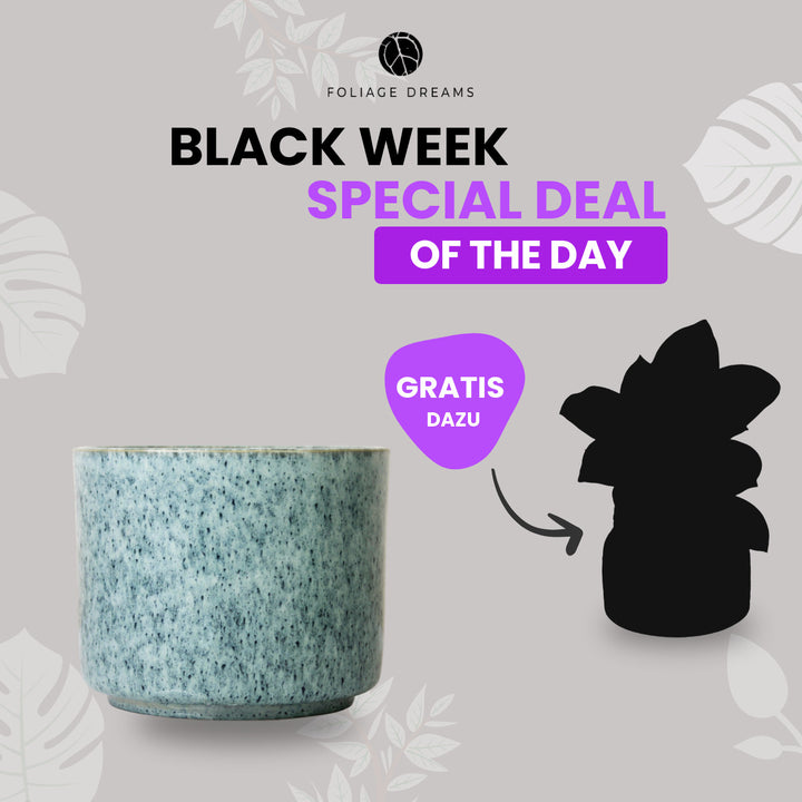 Black Week Special Deal of the Day - CALMA Übertopf + passende Überraschungspflanze Ocean Foliage Dreams