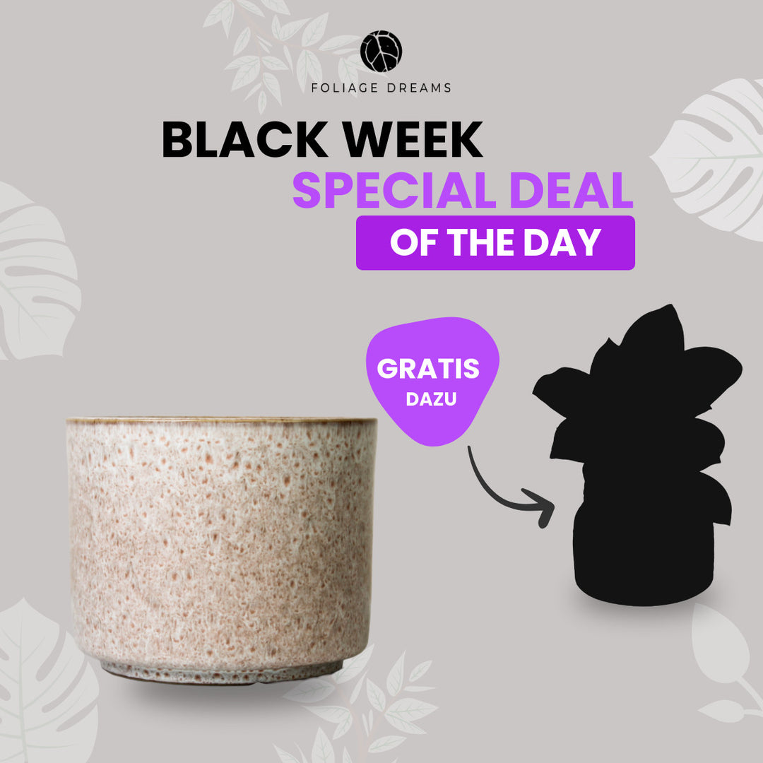 Black Week Special Deal of the Day - CALMA Übertopf + passende Überraschungspflanze Rose Foliage Dreams