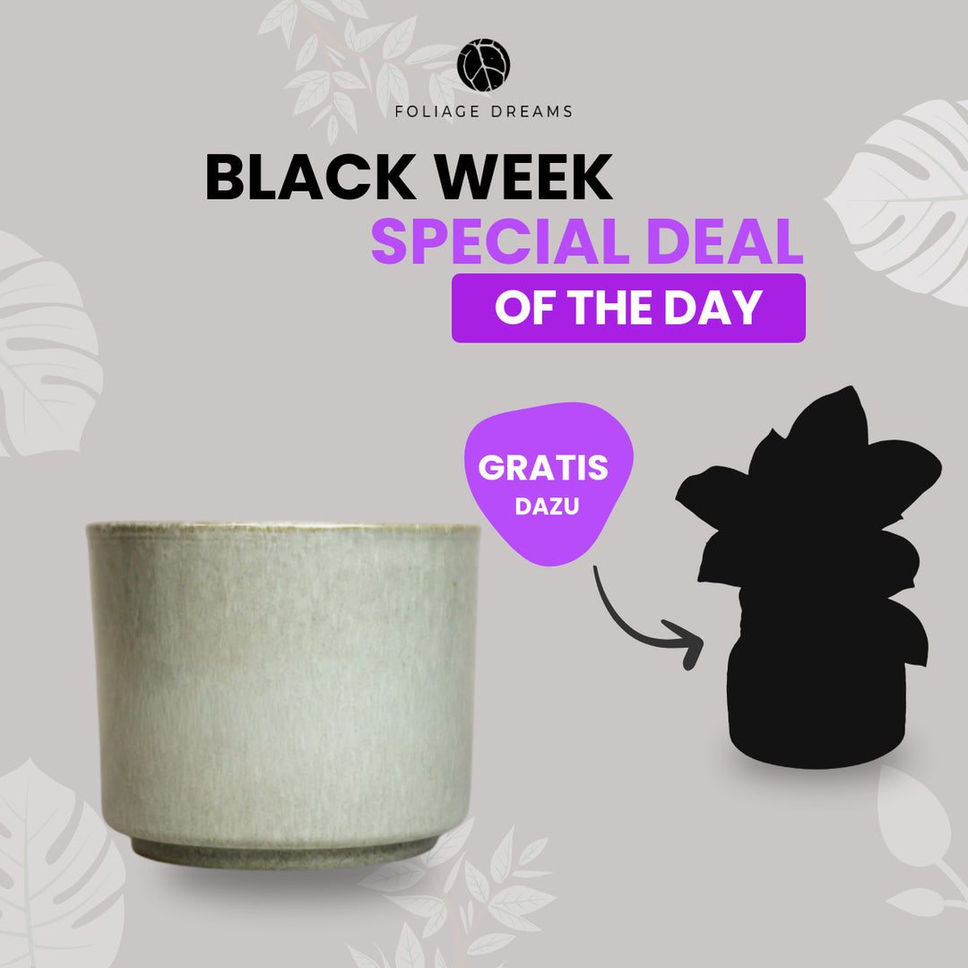 Black Week Special Deal of the Day - CALMA Übertopf + passende Überraschungspflanze Stone Foliage Dreams