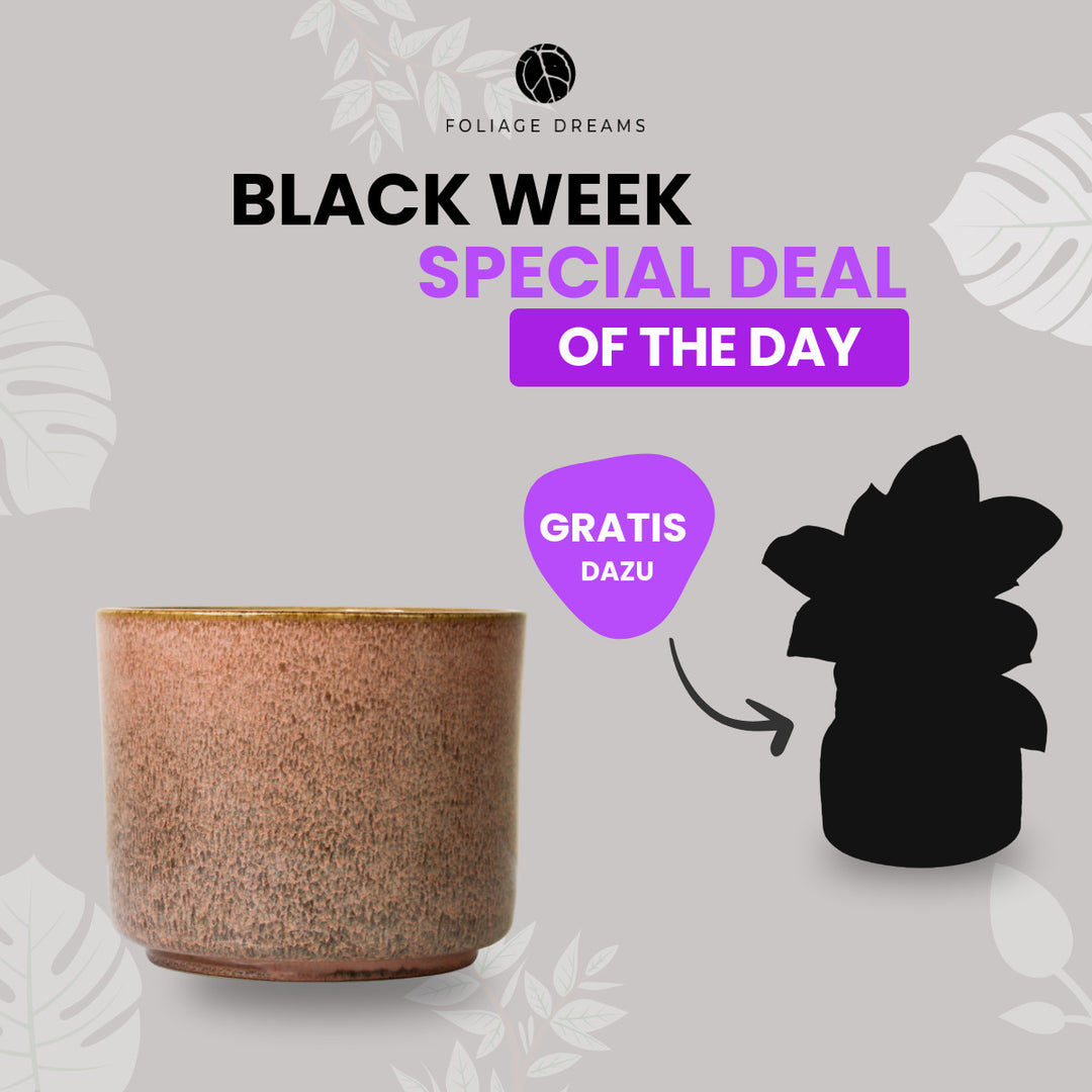 Black Week Special Deal of the Day - CALMA Übertopf + passende Überraschungspflanze Terra Foliage Dreams