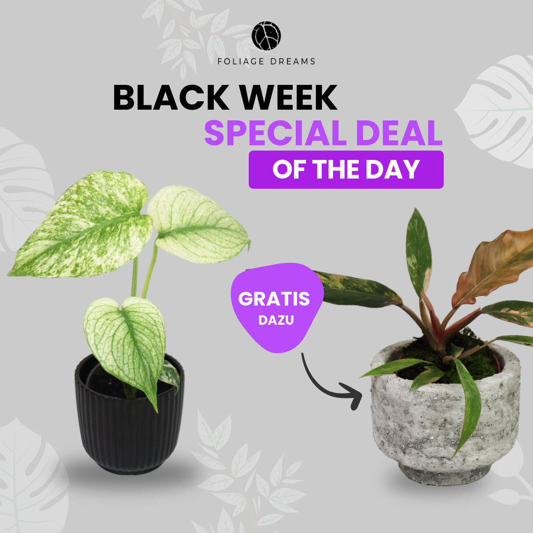 Black Week Special Deal of the Day - Monstera Mint S + Philodendron Caramel Marble S Foliage Dreams