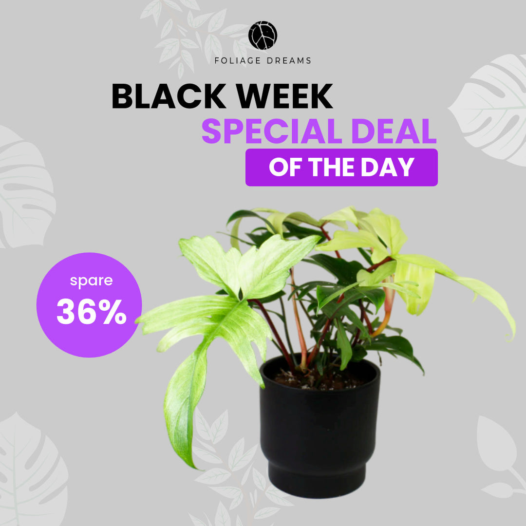 Black Week Special Deal of the Day - Philodendron Florida Ghost L Foliage Dreams
