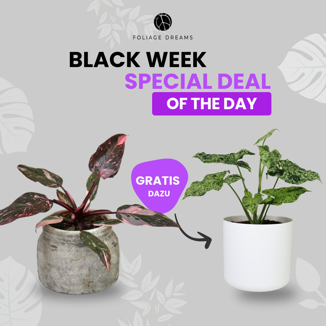 Black Week Special Deal of the Day - Philodendron Pink Princess + Syngonium Mottled Mojito Foliage Dreams