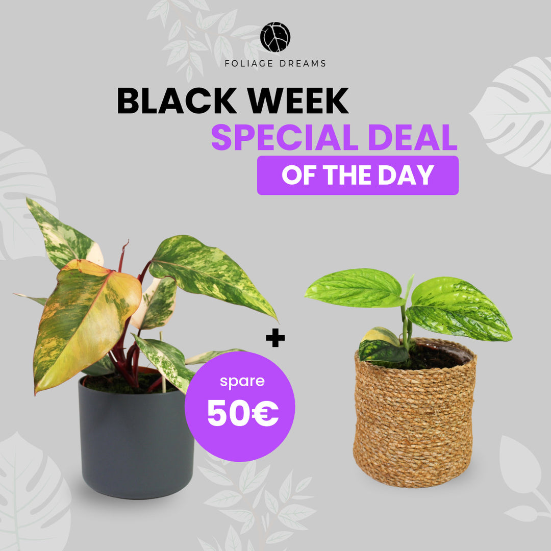 Black Week Special Deal of the Day - Philodendron Strawberry Shake + M. Karstenianum Variegata Foliage Dreams
