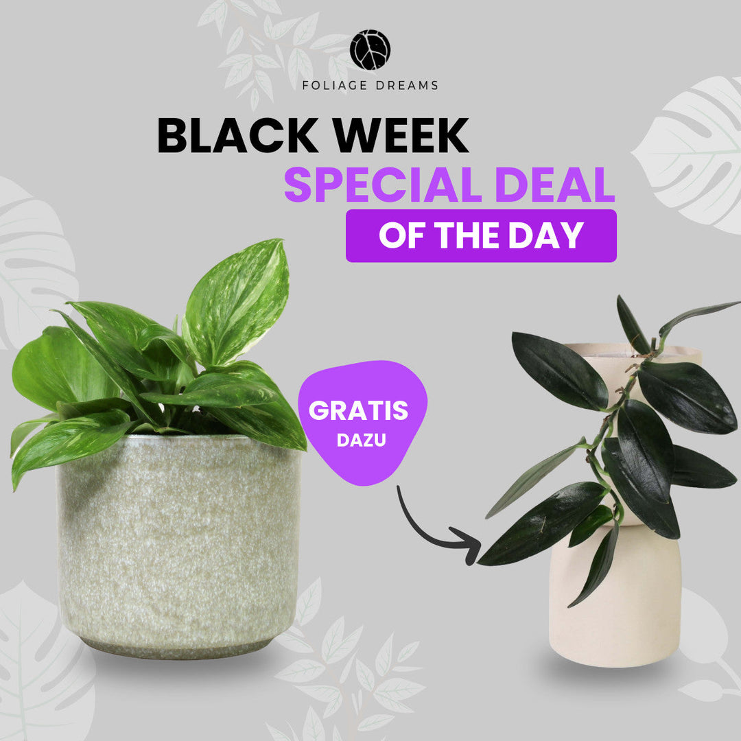 Black Week Special Deal of the Day - Scinadpsus Rubicon + Scindapsus Treubii Dark Foliage Dreams