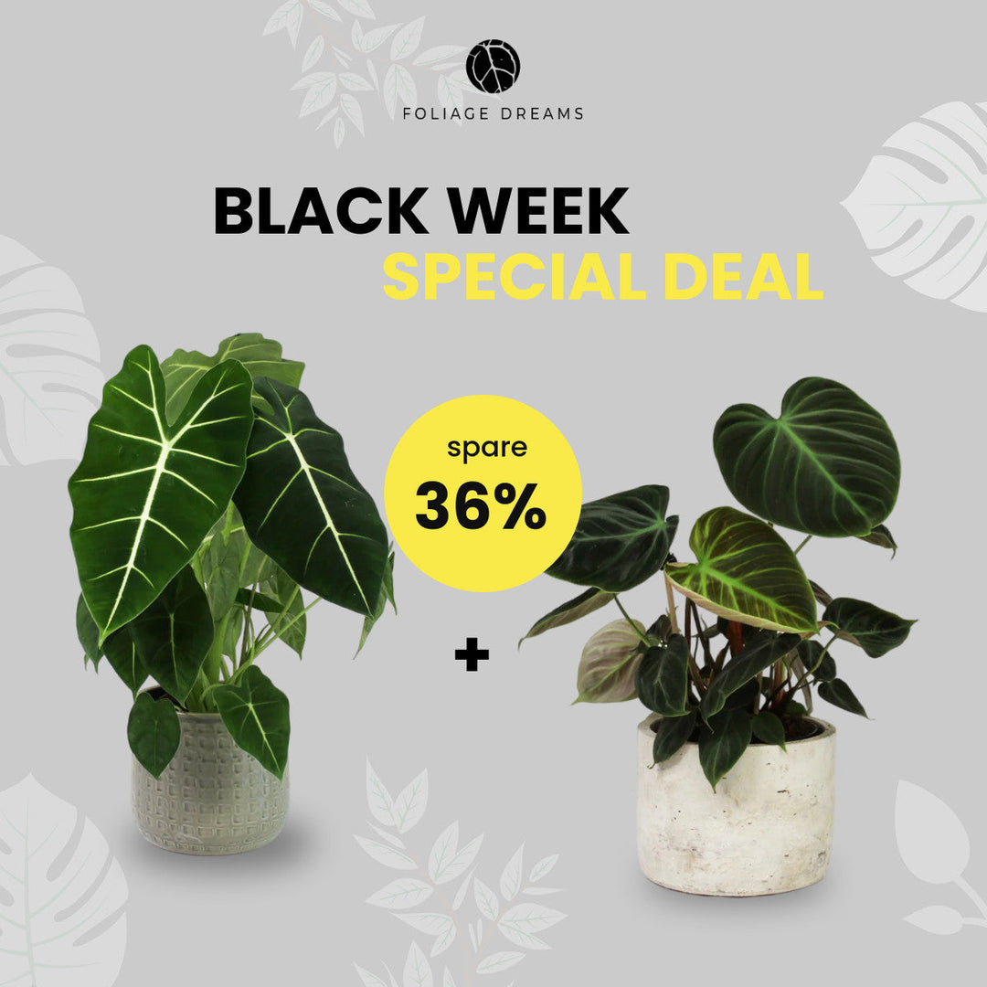 Black Week Special Deal - Philodendron El Choco Red L + Alocasia Frydek M Foliage Dreams
