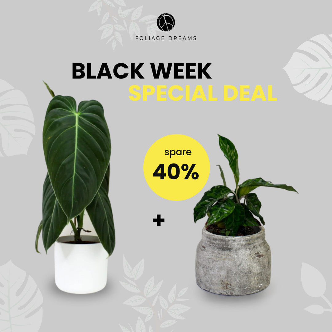 Black Week Special Deal - Philodendron Melanochrysum + Aglaonema Pictum Tricolor Foliage Dreams